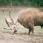 Responda bisonte