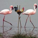 Responda flamingo
