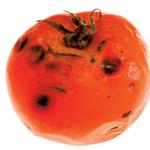 Responder tomate