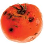 Répondre tomate