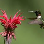 Répondre colibri