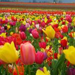 Responder tulipanes