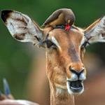 Risposta antilope