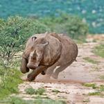 Solution rhinocéros