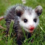 Answer opossum
