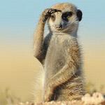 Resposta suricata