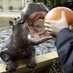Solution hippopotame