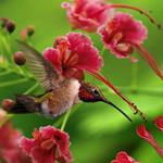 Resposta colibri