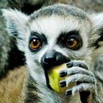 Antwort lemur