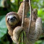 Answer sloth