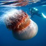 Answer jellyfish