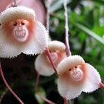 Resposta orquídea