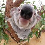 Resposta marsupial