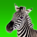100 Pics TIERE