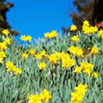 100 Pics FRÜHLING