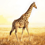 100 Pics Tiere