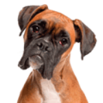 100 Pics Perros