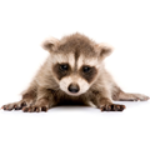 100 Pics Tierbabys