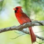 100 Pics BIRDS