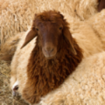 100 Pics Eid Al-Ad\'ha