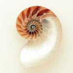 Answer shell, nautilus