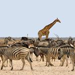 Antworten Zebra, Afrika