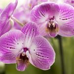 Responda orquídeas, roxa