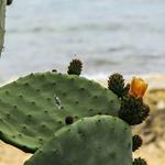 Risposta cactus, oceano