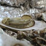 Answer oyster, mollusc