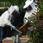 Answer Beekeeper, beehive