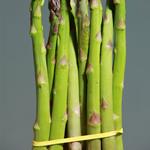 Answer asparagus, elastic