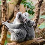 Responda cinzento, koalas