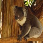 Answer koala, marsupial