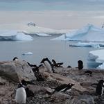 Responda pinguins, antártico