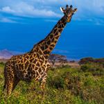 Répondre girafe, Afrique