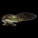 Answer Cicada