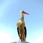 Answer Stork