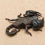 Réponse Scorpion