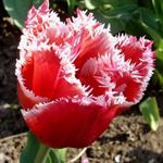 Répondre tulipe