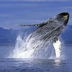Risposta balena