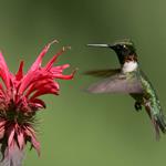 Responder colibri
