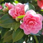 Risposta Camellia