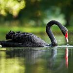 Answer swan