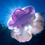 Respuesta medusa