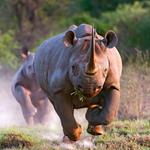 Solution rhinocéros