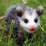Answer opossum
