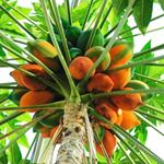 Risposta papaia