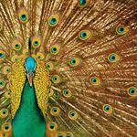 Answer peacock