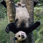 Respuesta panda