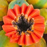 Risposta papaia